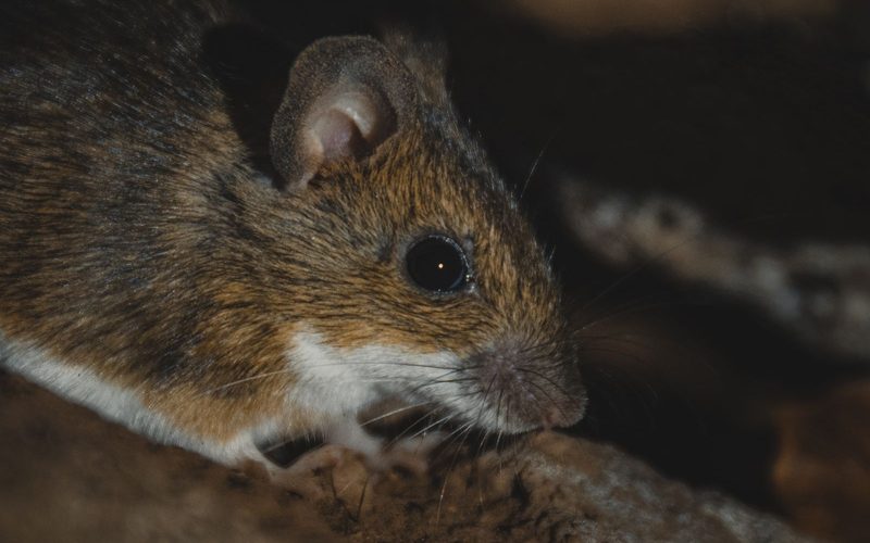 Rodent Inspection in Spokane, WA