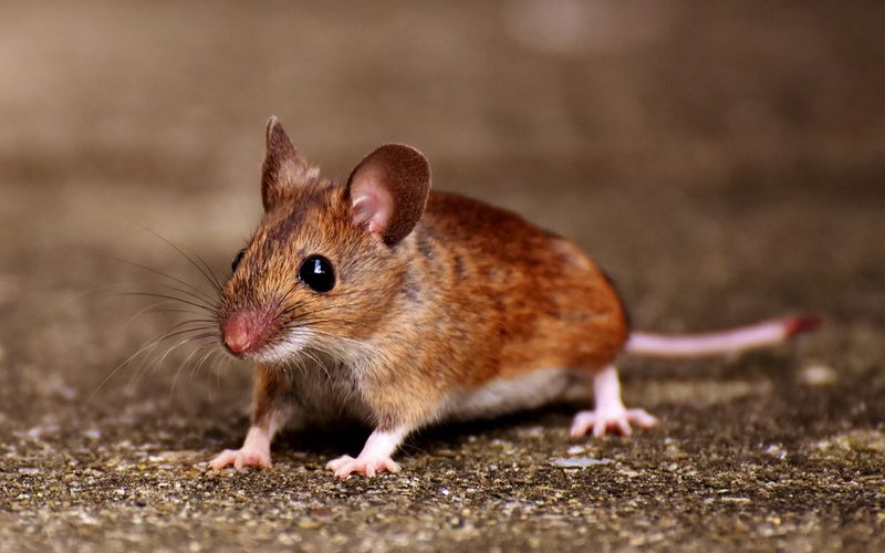 Mouse Control in Spokane, WA