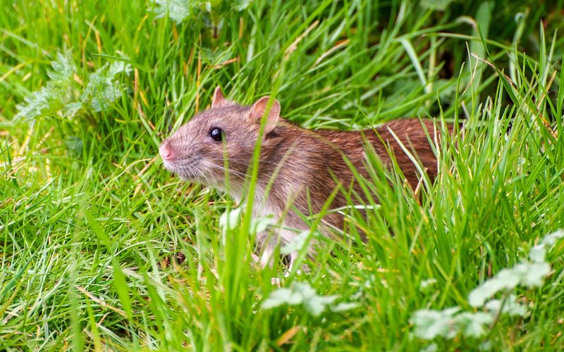 Rat Control in Spokane, WA