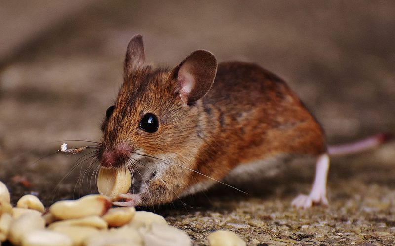 Trapping & Removal in Spokane, WA